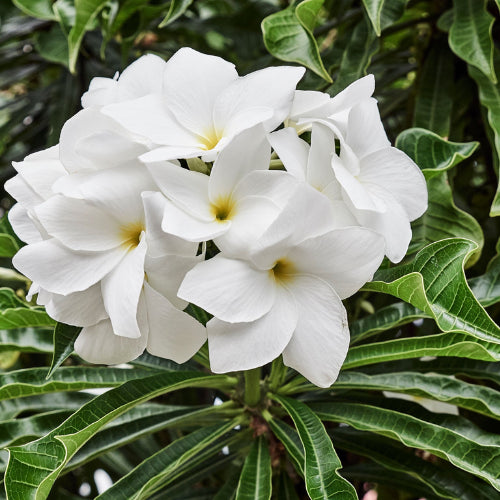 Pulmeria pudica