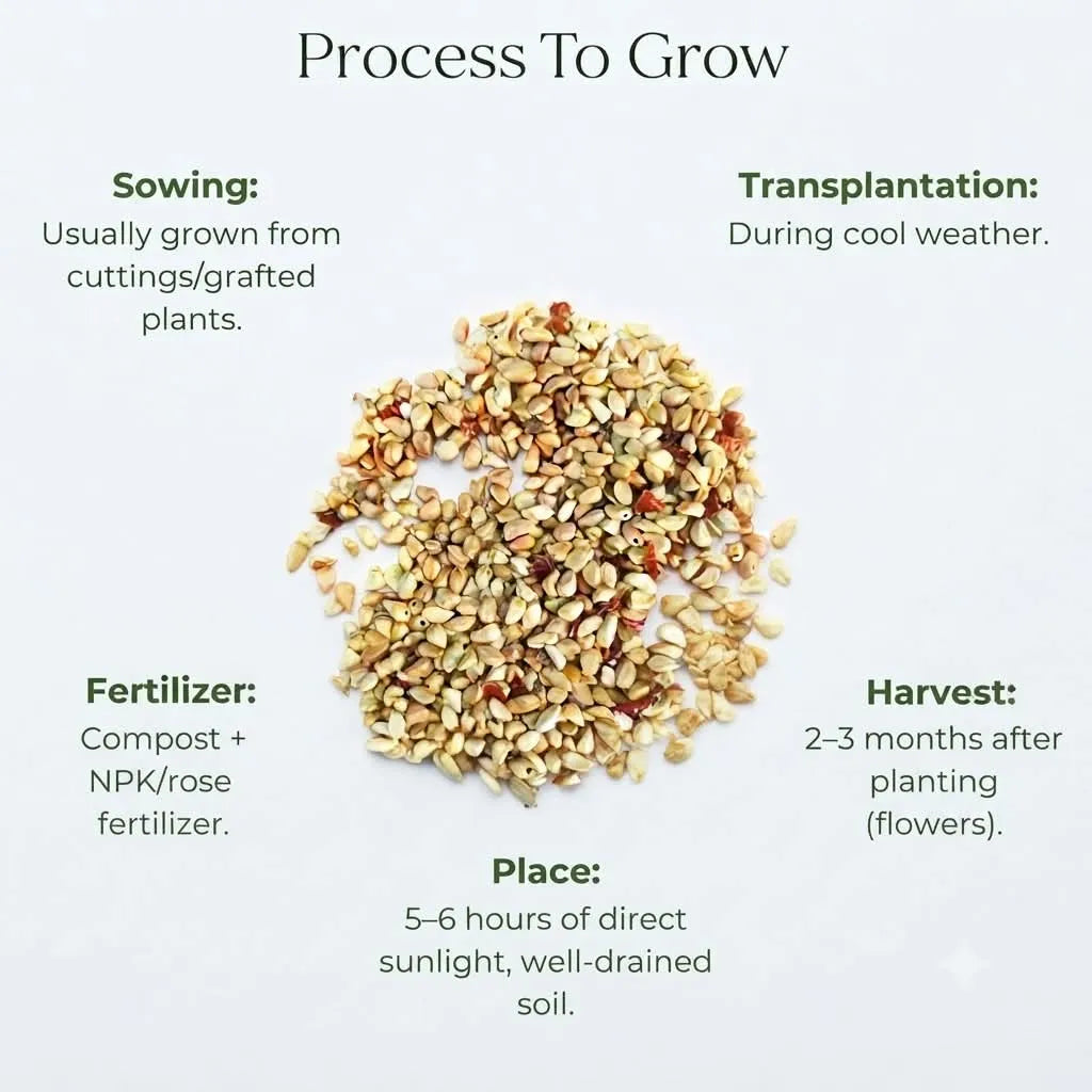 Rose seeds (5Seeds)