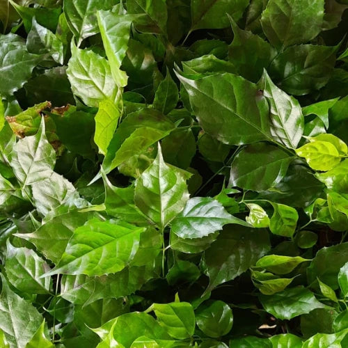 China Doll Plant Sapling (1Pc)