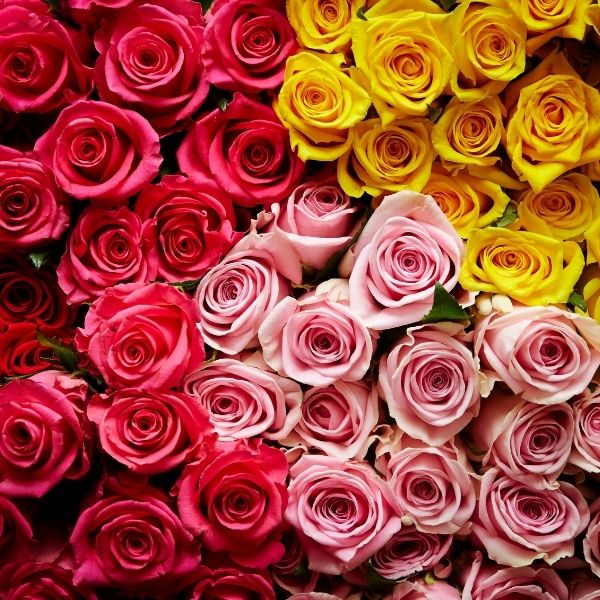 best rose seeds online Buy Rose Seeds (5 seeds)