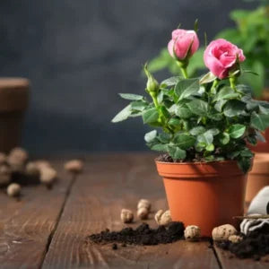 Rose Plant Sapling (1pc)
