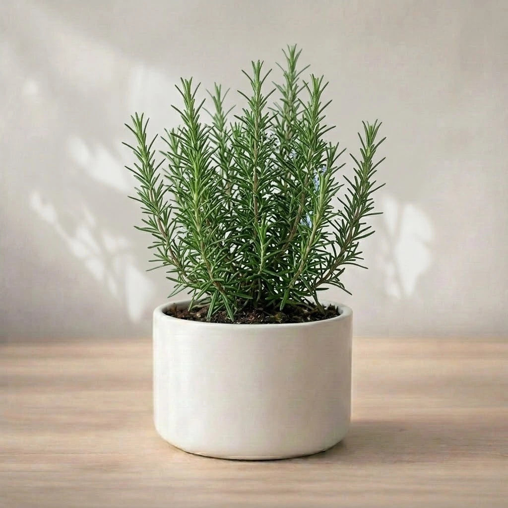 Potted plant with green leaves on a wooden surface