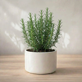 Rosemary Plant Sapling (1pc)