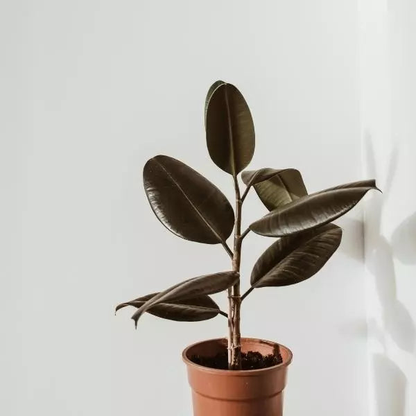 This is an image of Rubber Plant Sapling in a brown colour pot kept in a corner with white walls in background.