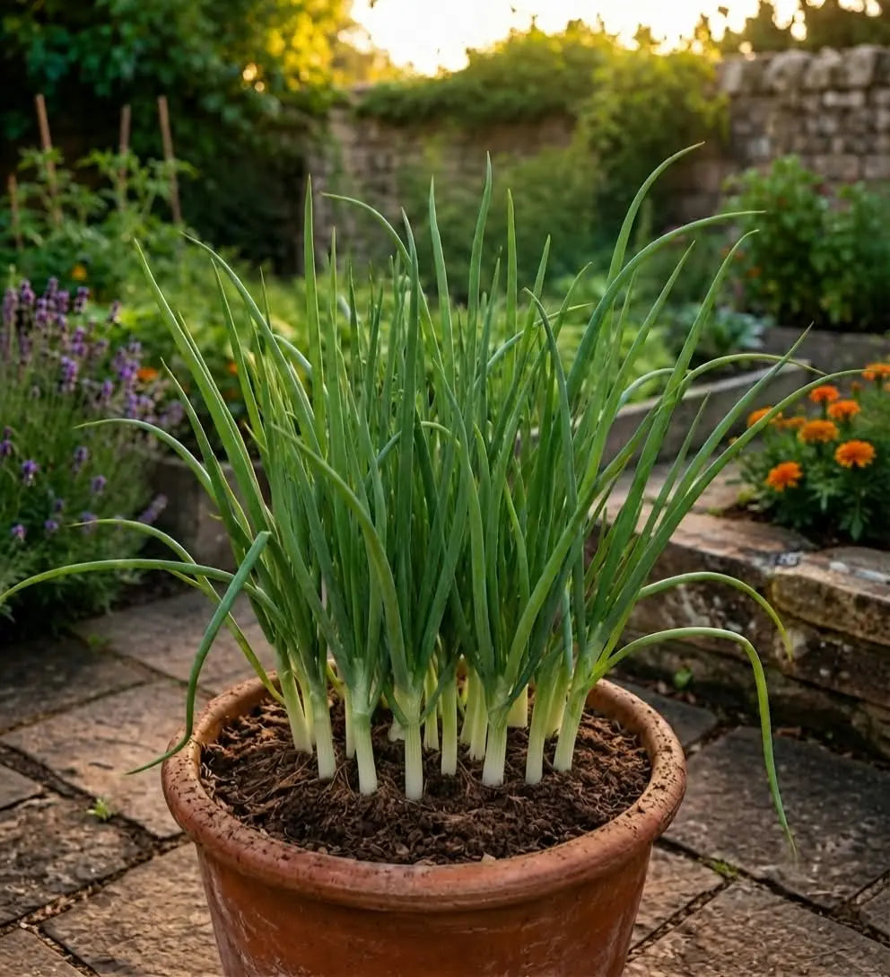 Spring Onion Seeds (10 seeds)