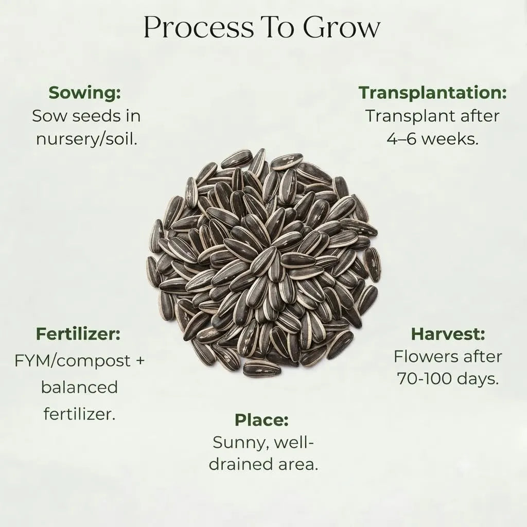 Sunflower Tall Seeds (20 seeds)