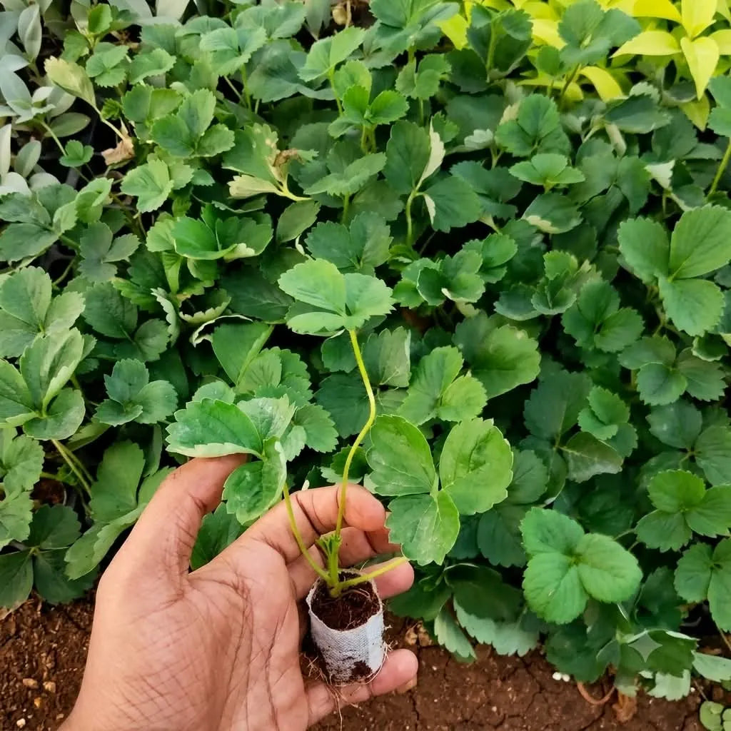 Strawberry Plant Sapling (1pc)