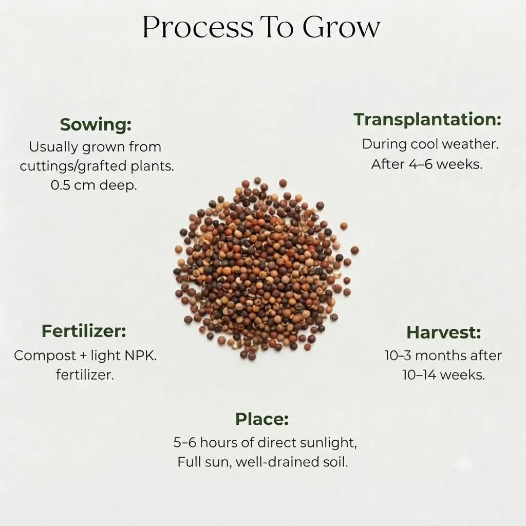 Stocks Mixed Seeds (15 seeds)