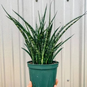 Sansevieria Bacularis Mikado Plant Sapling