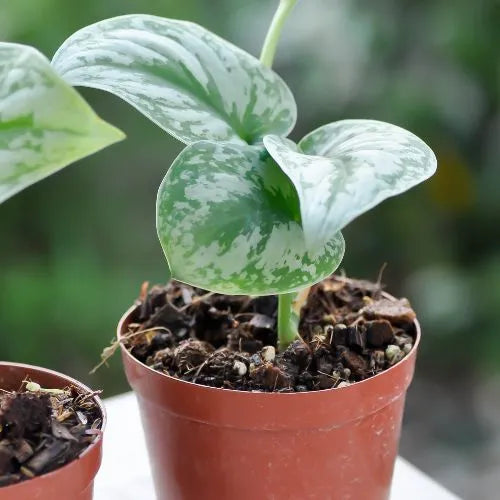 Silver Money Plant Sapling (1pc)