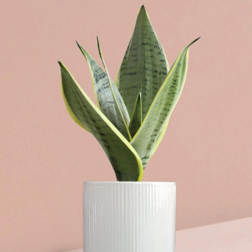 Silver Snake Plant