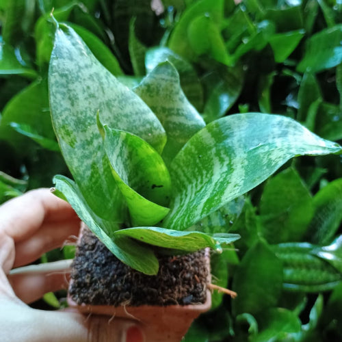 Dwarf Snake Plant(1Pc)