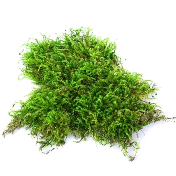 Finest Sphagnum Peat Moss on a white surface.