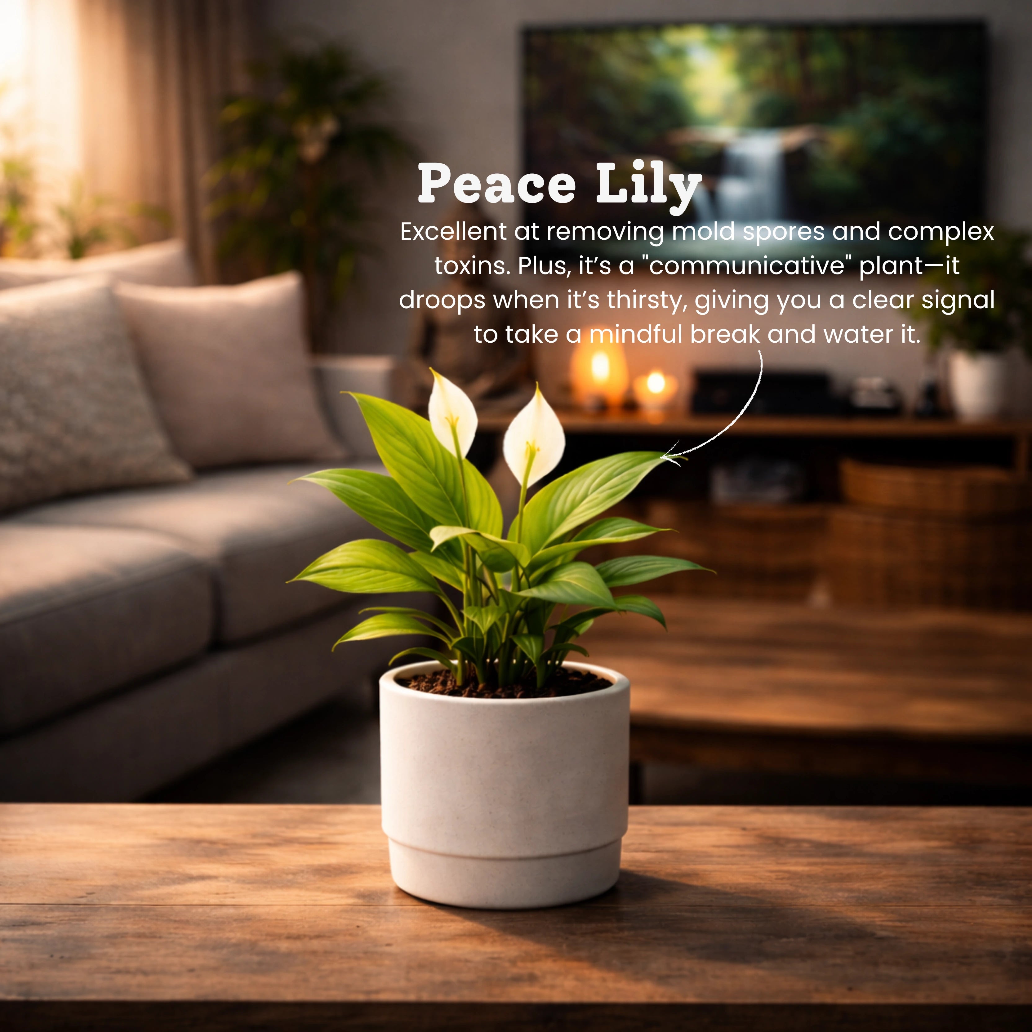 Stress Relief Plant Combo