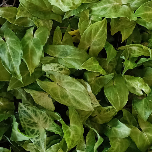 Syngonium Variegated Plant Sapling(1pc)