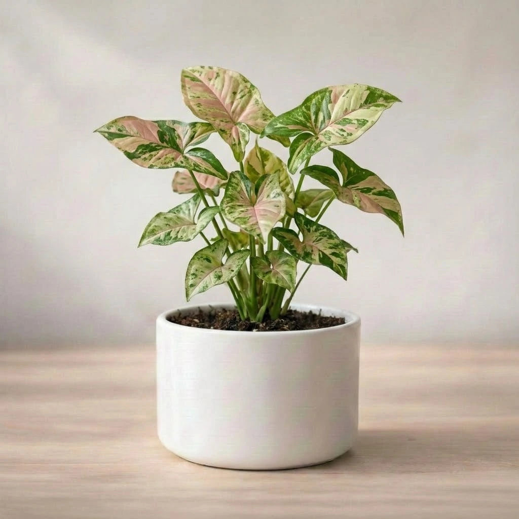 Potted plant with green and pink leaves on a wooden surface with a neutral background
