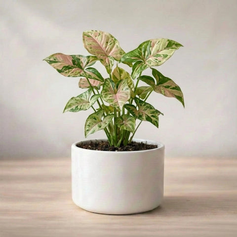 Syngonium Confetti Plant Sapling (1pc)