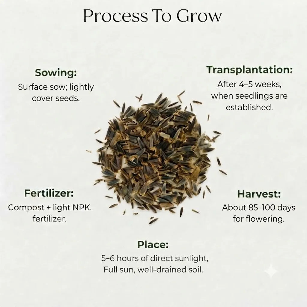 Tithonia Seeds (10 seeds)