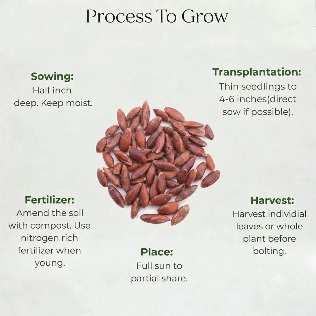 Tar Kakri Seeds (5 seeds)