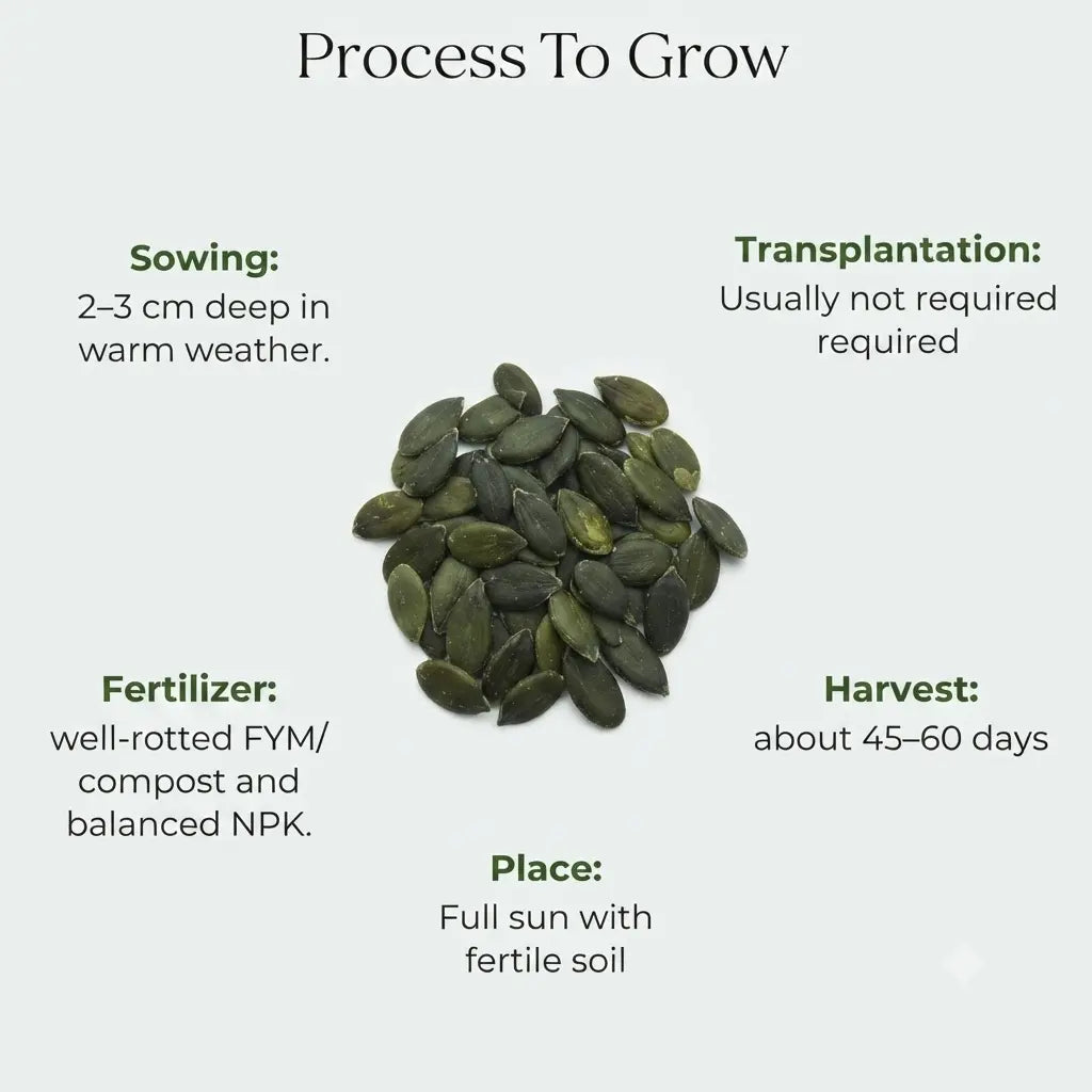 Tinda Seeds (4 seeds) (Round Gourd)