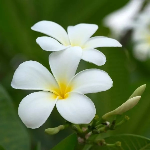 A Beautiful Temple Tree Champa Cutting flower isolated on a natural background