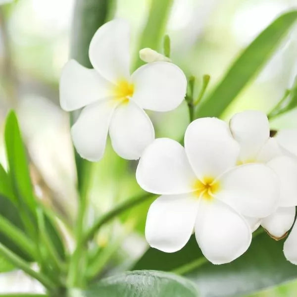 A Beautiful Temple Tree Champa Cutting flower isolated on a natural background