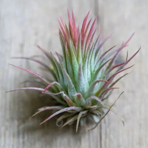 Tillandsia Lonantha Air Plant Live (1pc)
