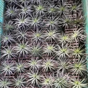 Tillandsia Aeranthos Indoor Air Plant (1pc)