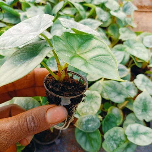 Alocasia Silver Dragon Plant Sapling (1pc)