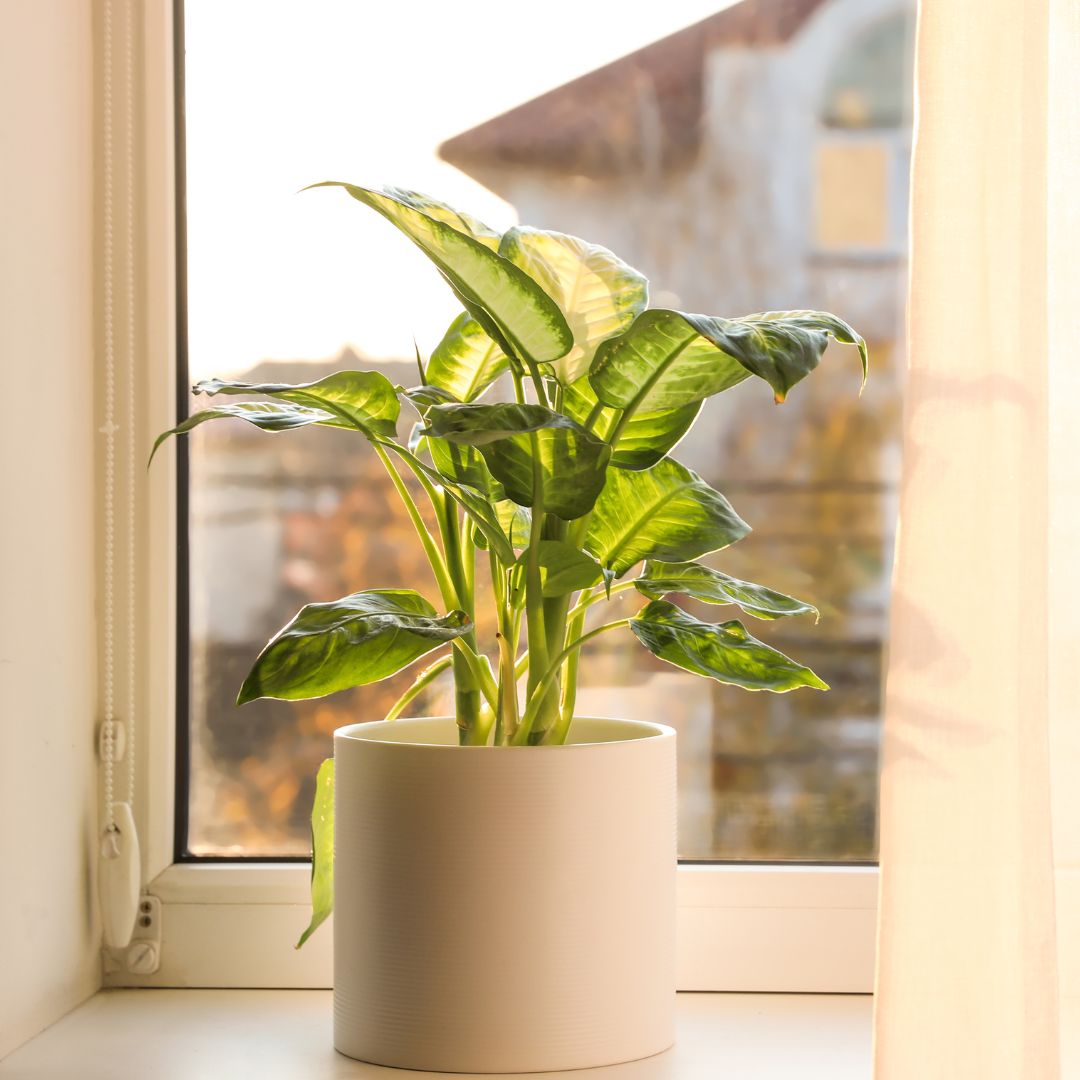 Dieffenbachia Camille Plant Sapling (1pc)