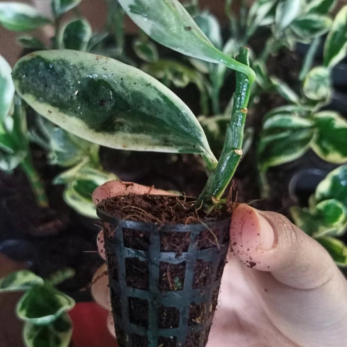 Pedilanthus Variegated Jurassic Park Plant Sapling(1Pc)