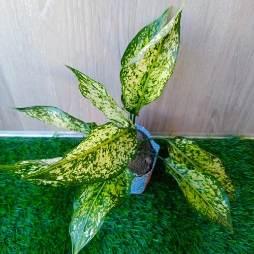 Aglaonema Snow White Plant Sapling (1pc)