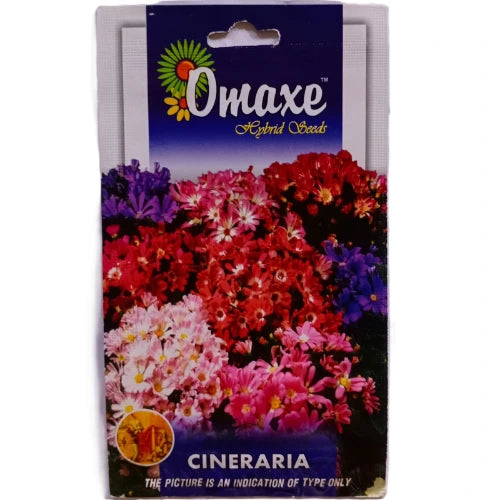 Omaxe Cineraria Seeds (100 seeds)