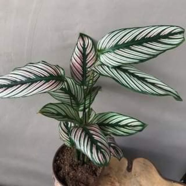 Calathea maranta ornata Plant 