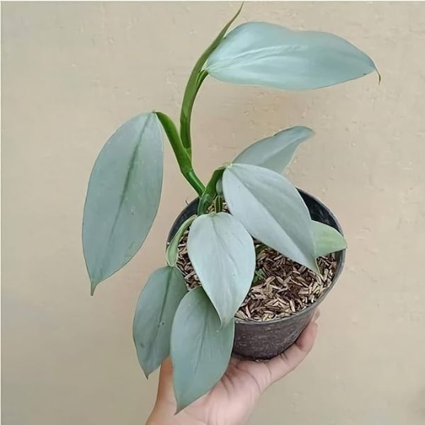 Philodendron Silver Sword Hastatum Plant Sapling
