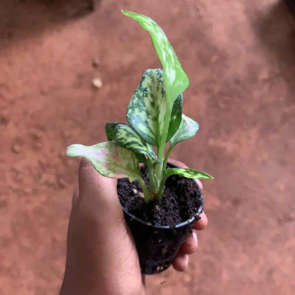 Hand holding a small potted plant with green leaves against a background of other plants.