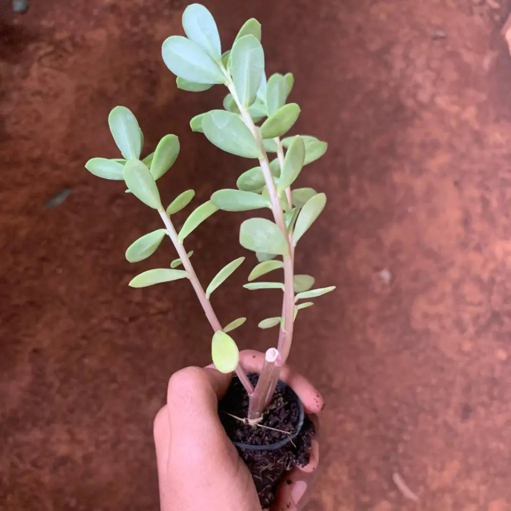 Hand holding a small potted plant surrounded by larger green plants
