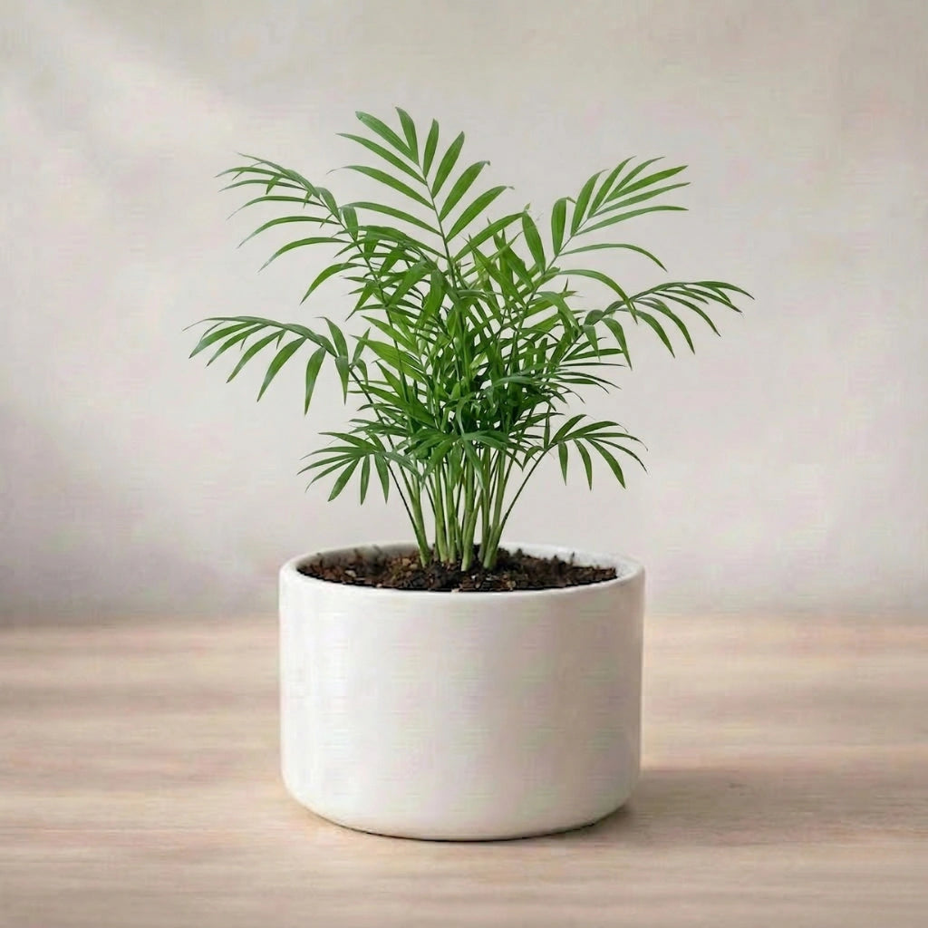 Potted plant with green leaves on a wooden surface