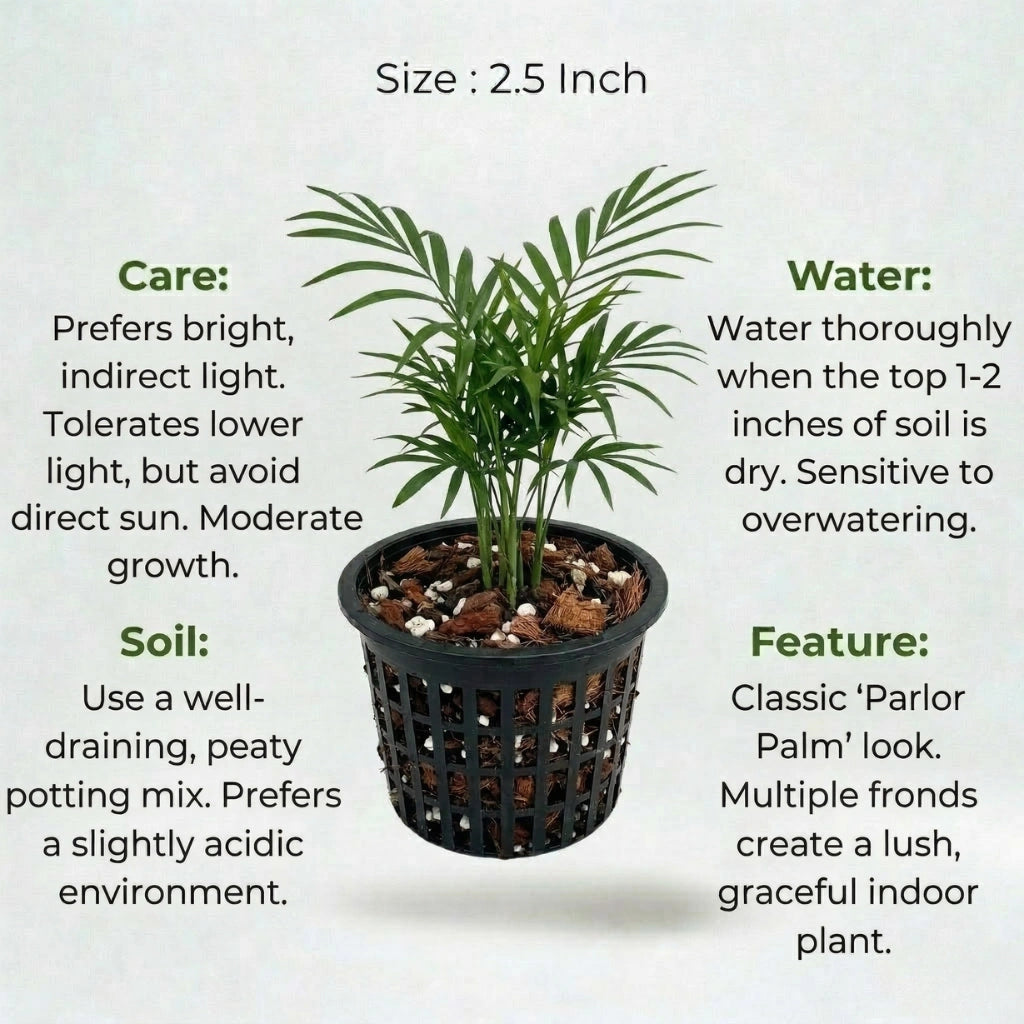 A plant in black net pot on a white background with certain details
