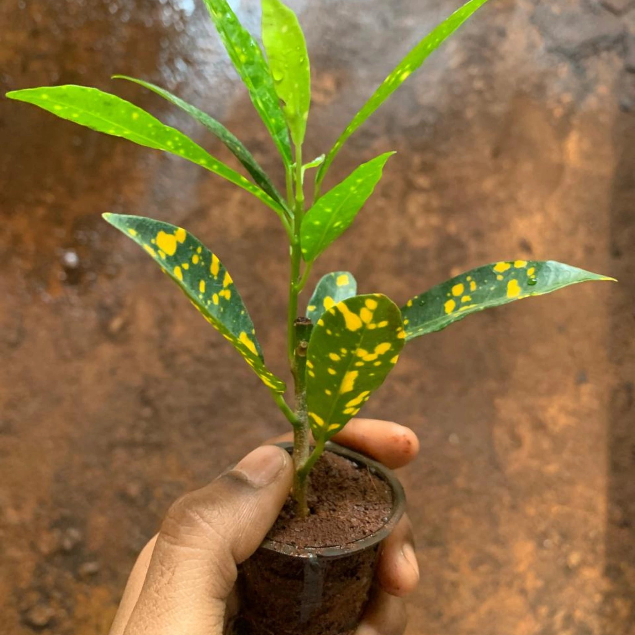Hand holding a small Gold Dust Croton sapling in a nursery plug, featuring narrow green leaves with distinct yellow speckled variegation.