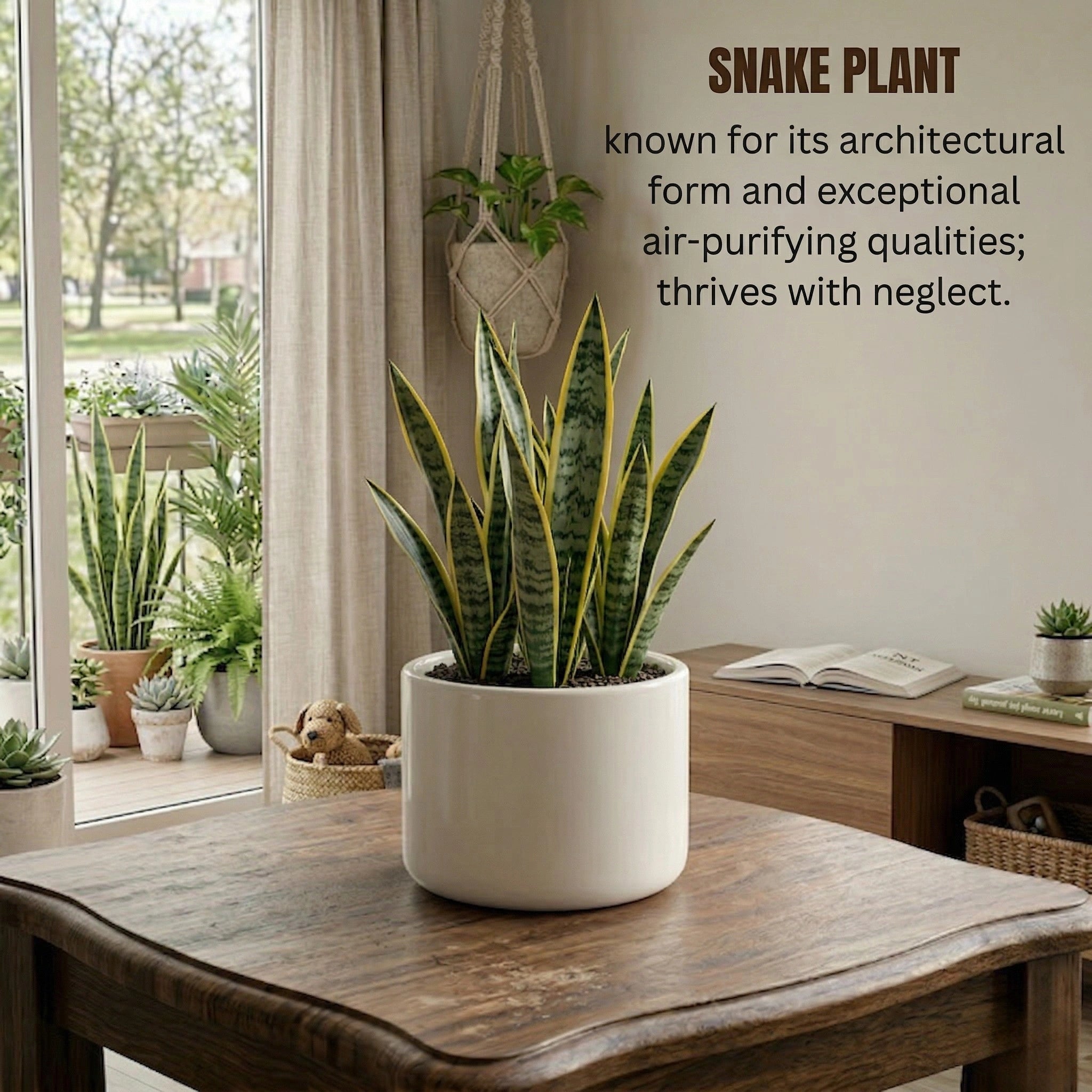 Snake Plant Sapling (1pc)