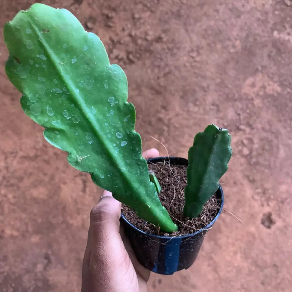 Hand holding a small potted plant surrounded by larger green plants