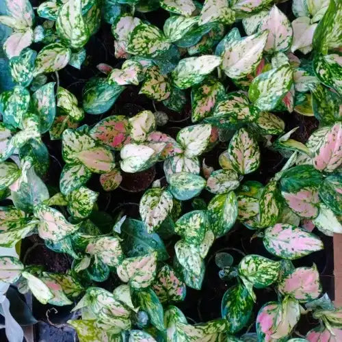 Aglaonema Pink Valentine Plant Sapling (1pc)
