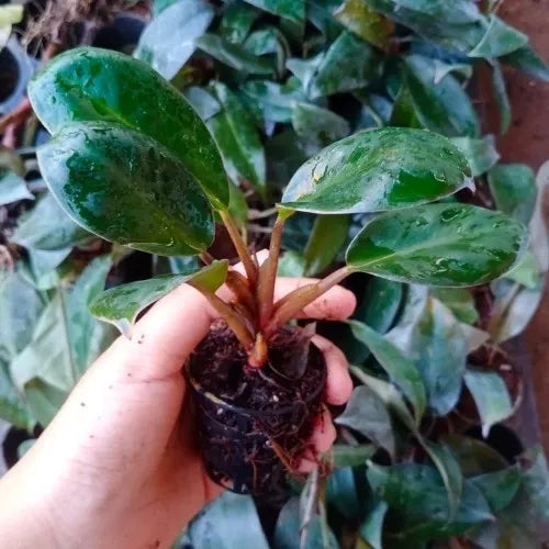Philodendron Black Cardinal Plant Sapling (1pc)