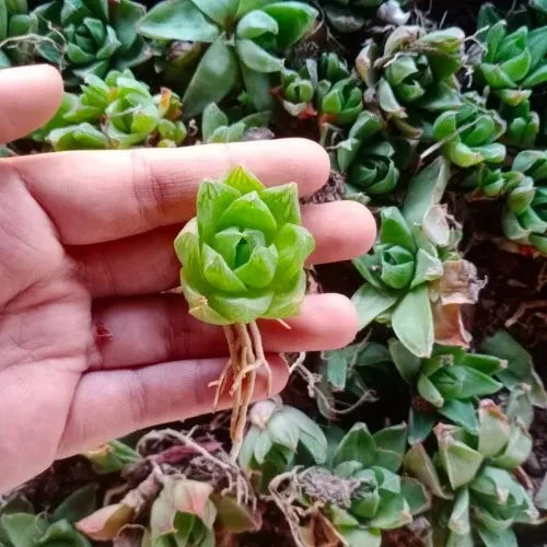 Laxmi Kamal Haworthia Succulent Plant (1pc)