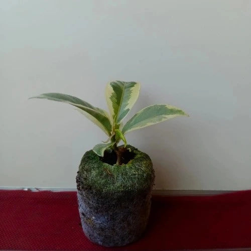 Variegated Rubber Plant Sapling(1Pc)