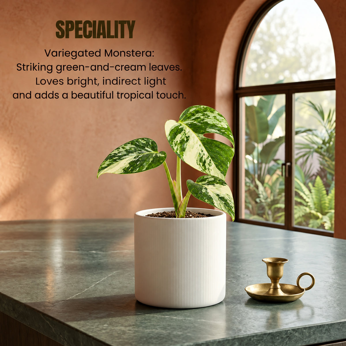 Variegated Monstera Plant sapling (1pc)