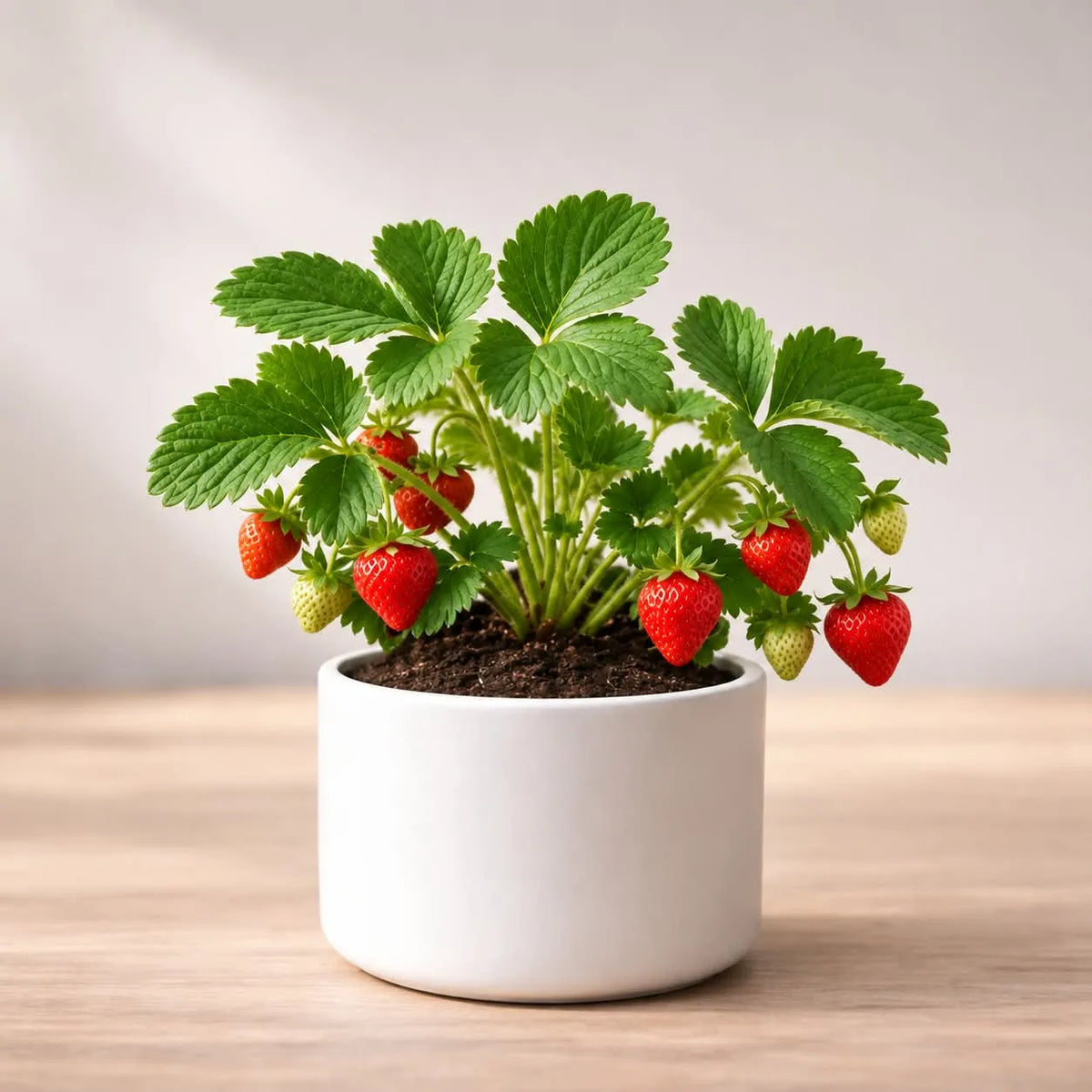 Strawberry Plant Sapling (1pc)