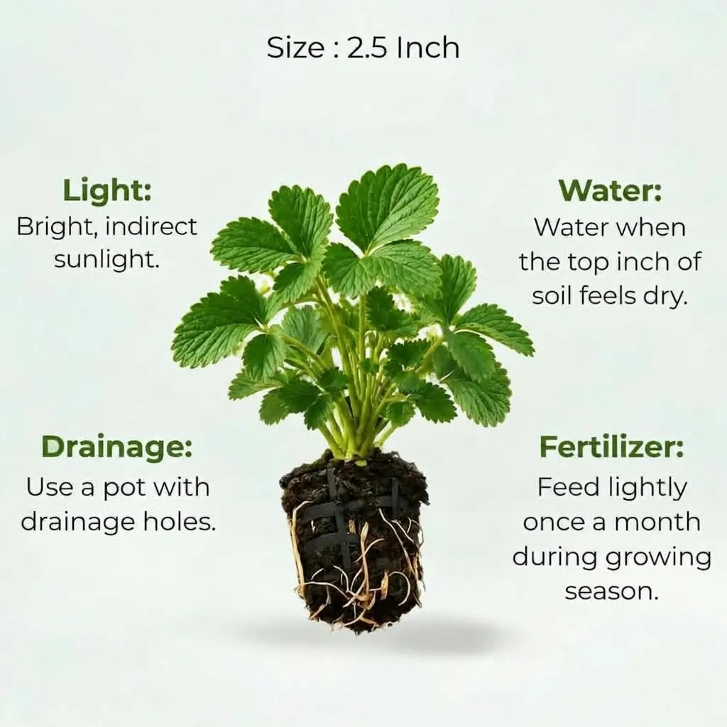 Strawberry Plant Sapling (1pc)