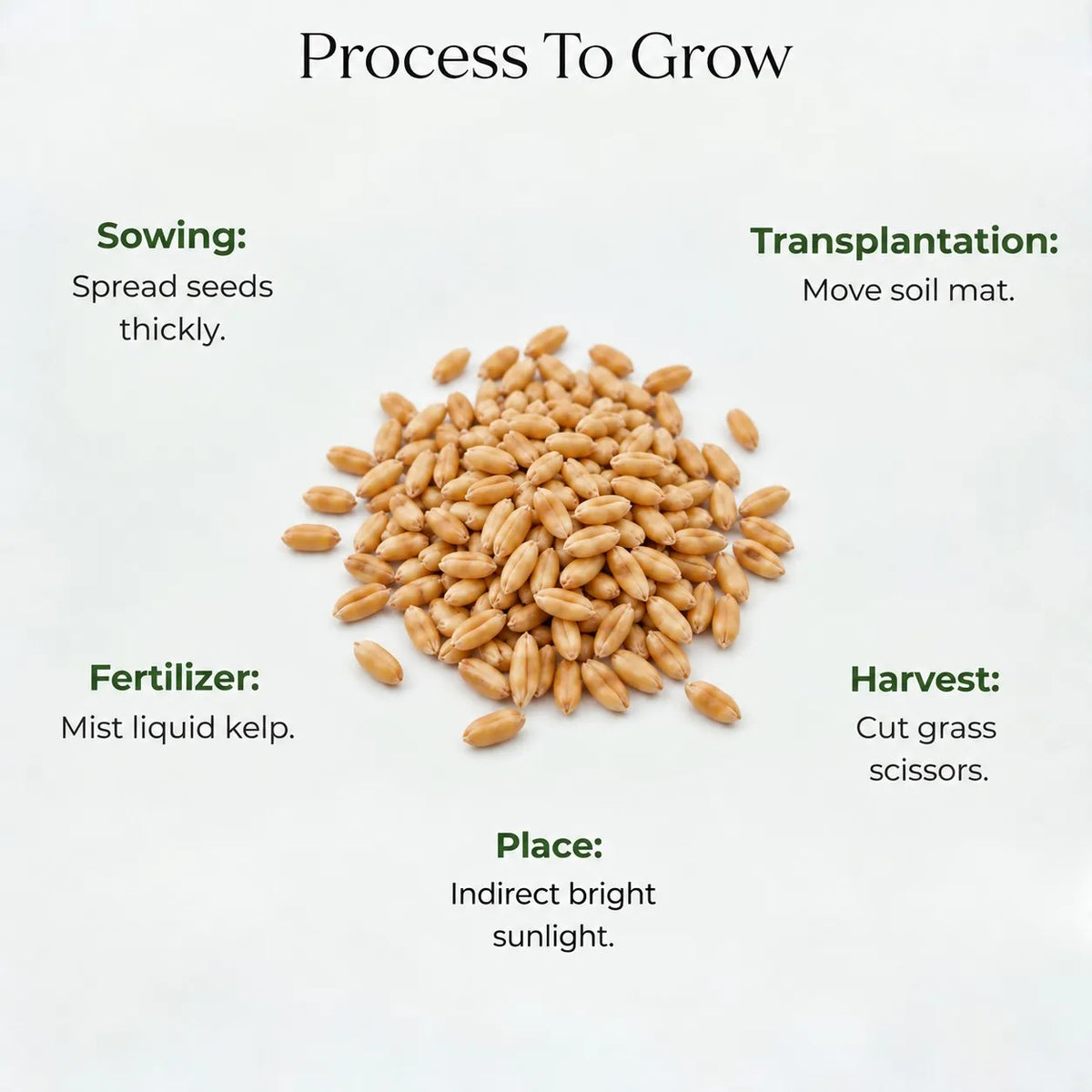 Wheatgrass Seeds (10gms)